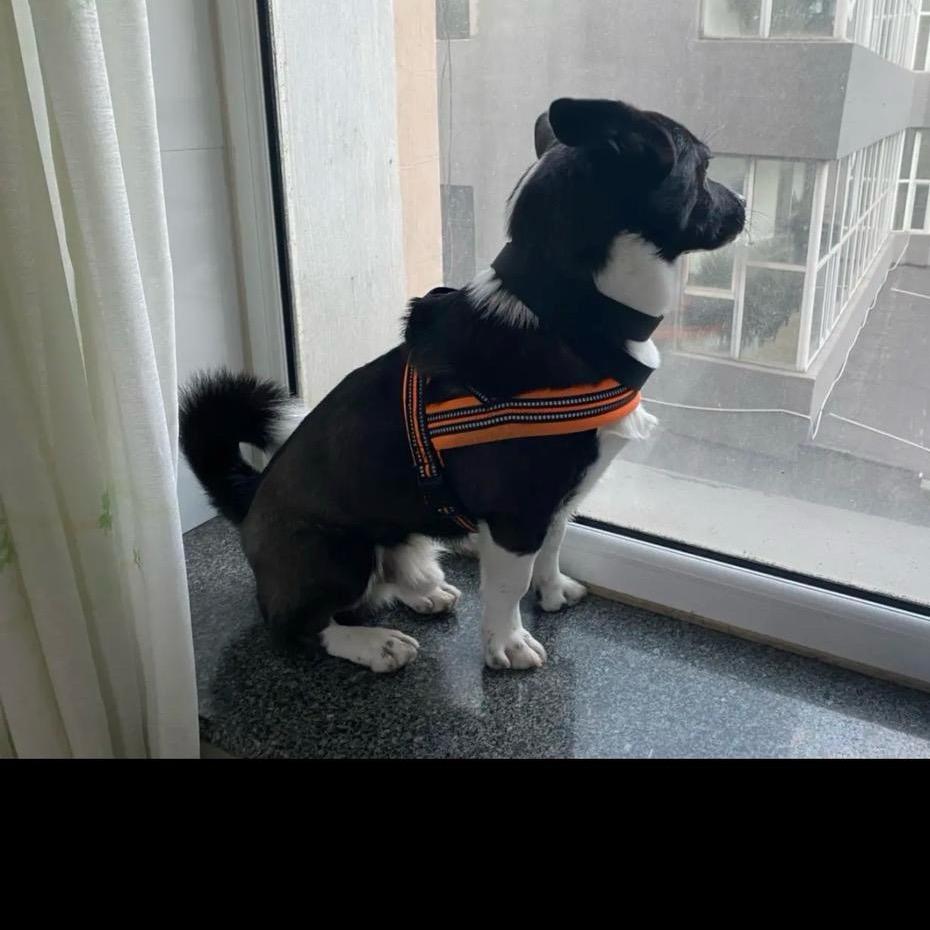 萌宠大宝