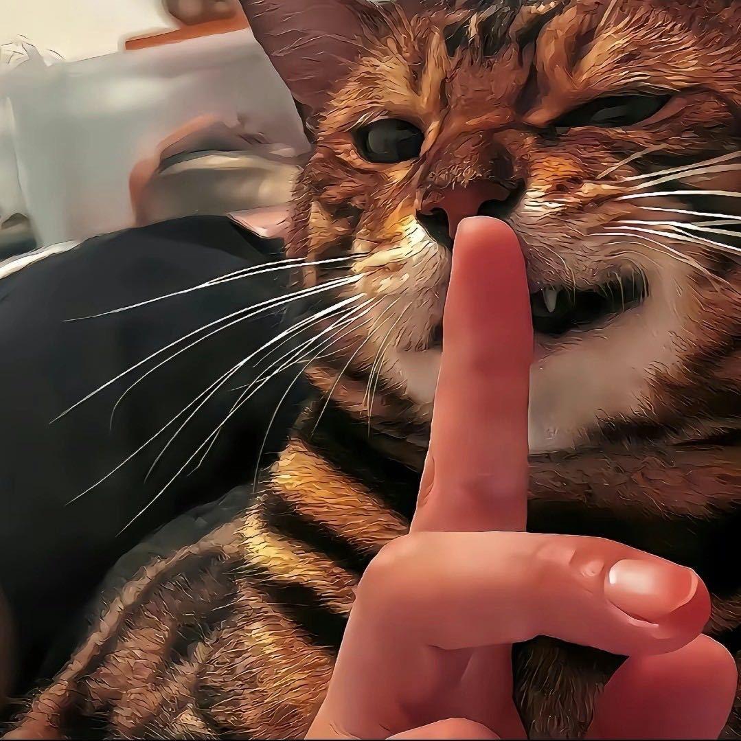 野猫