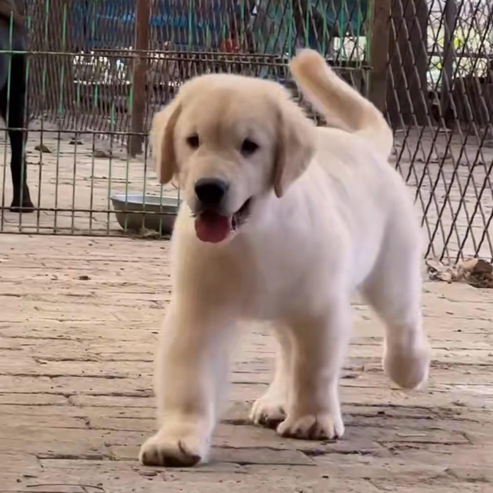 壮壮的美好生活