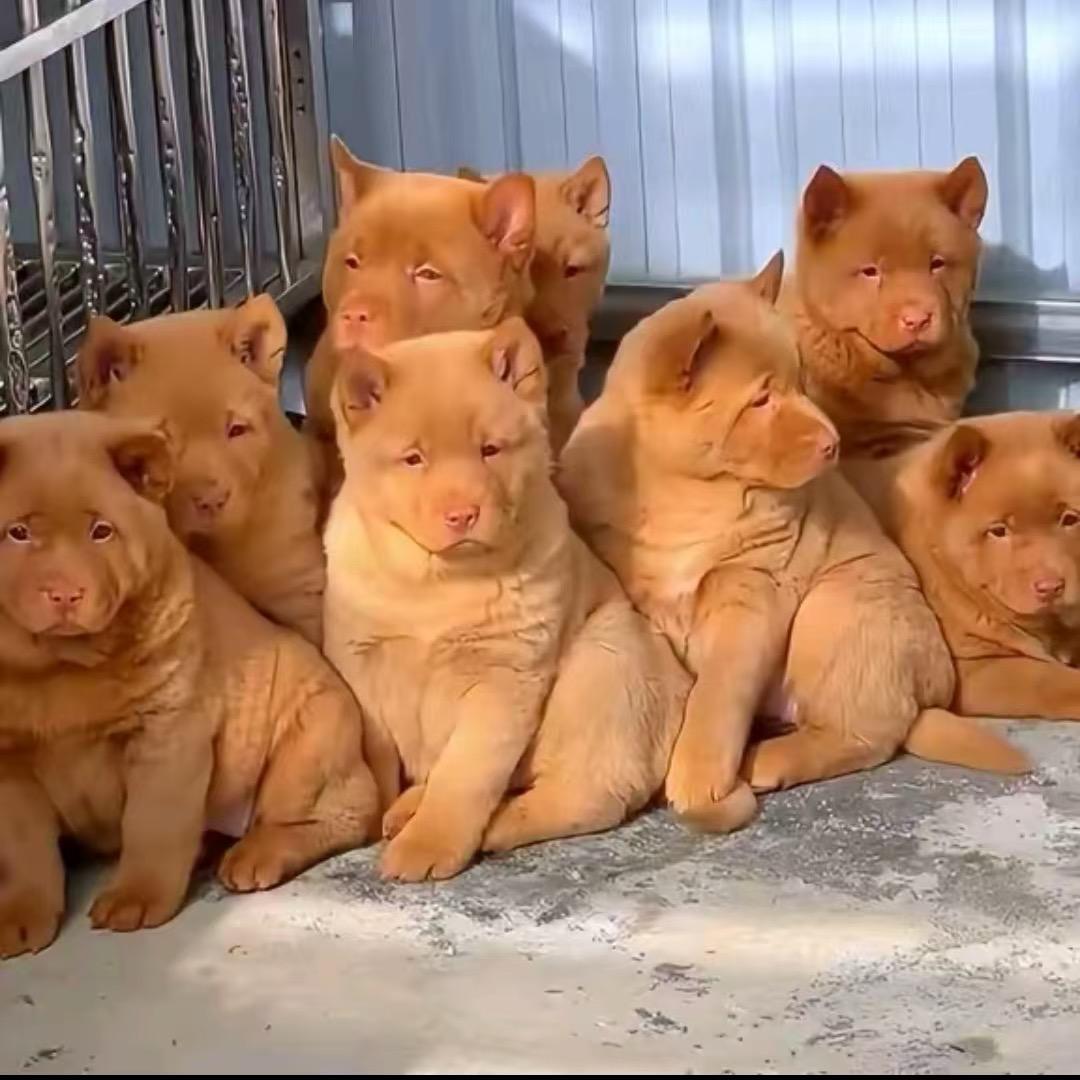 @田园犬严选 二哥