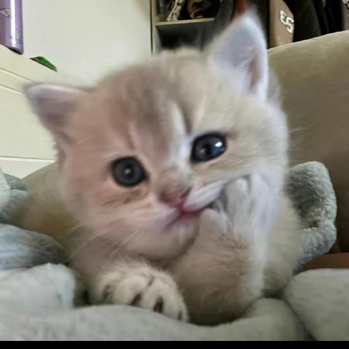 招财喵🐱