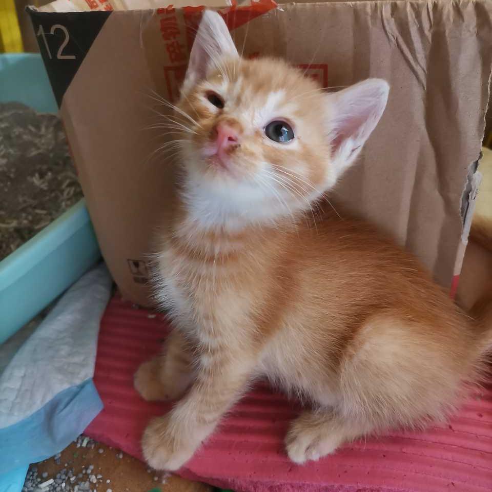 一个普普通通的养猫人士