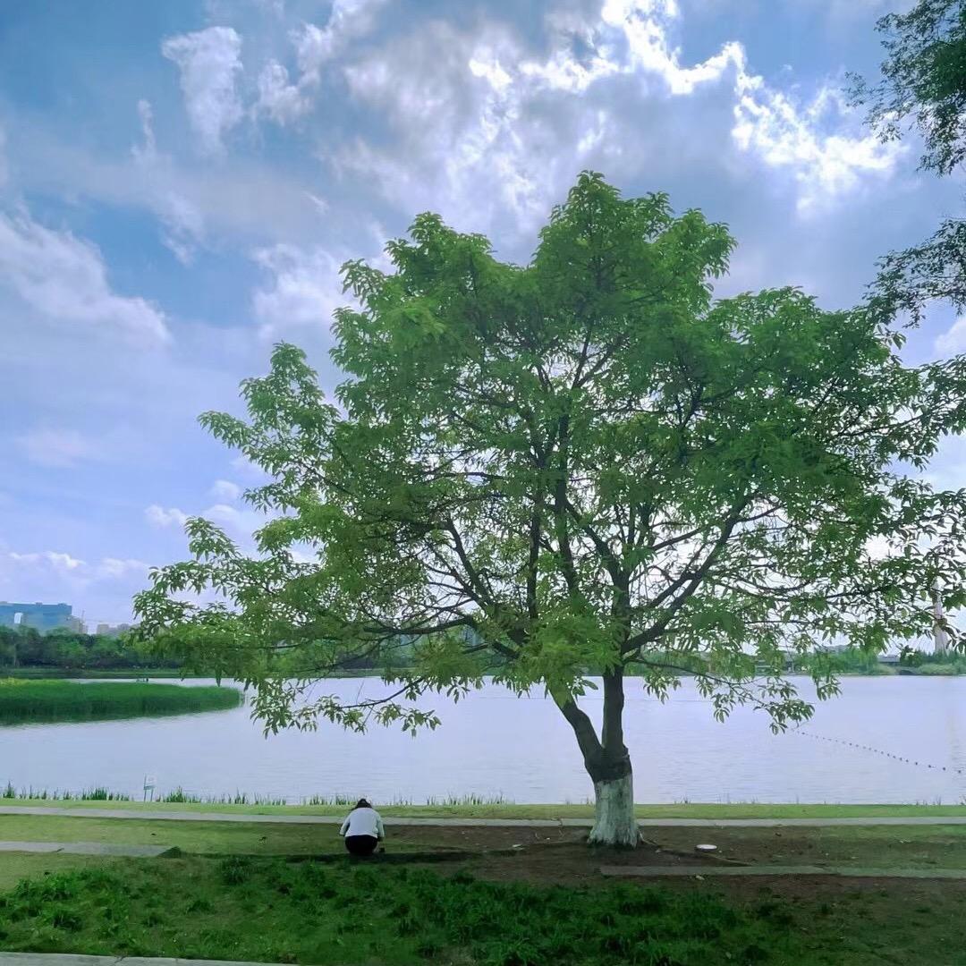 阿小呆