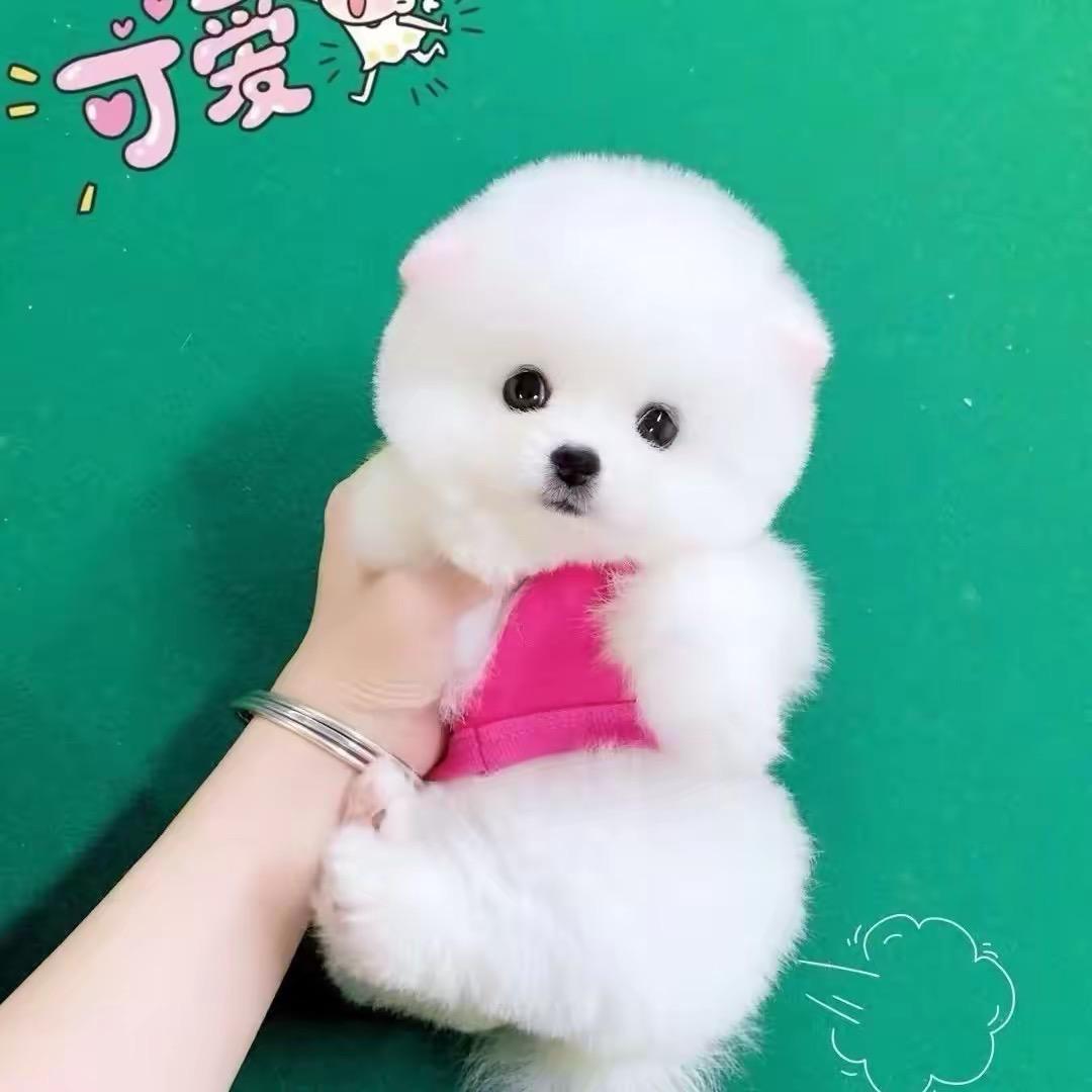 圣朝高端萌宠