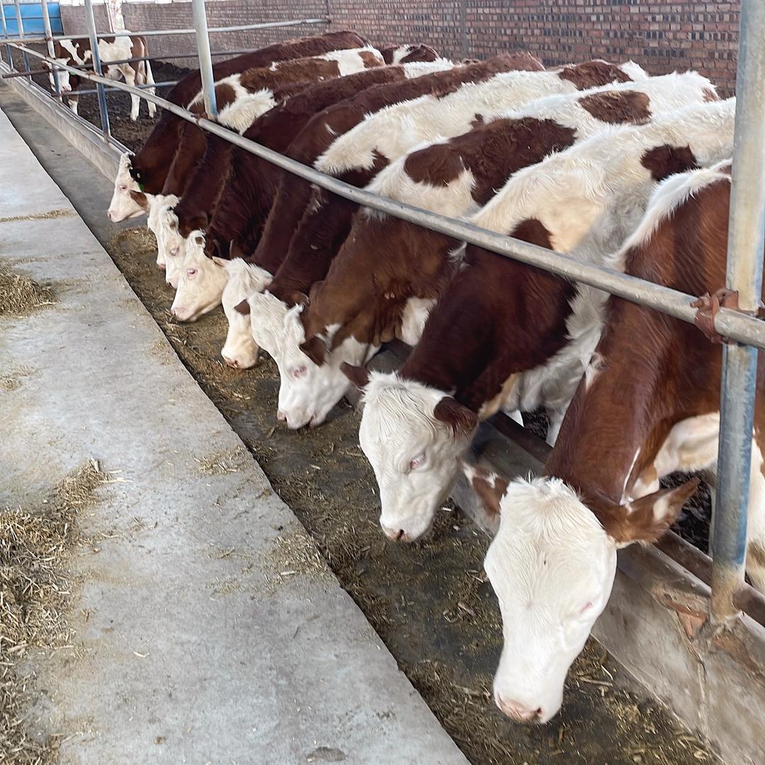 玥昇牧业养殖场