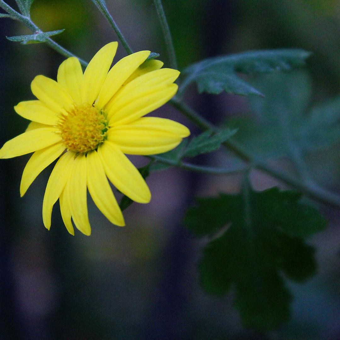 绝不拖泥带水₍˄·͈༝·͈˄*₎◞ ̑