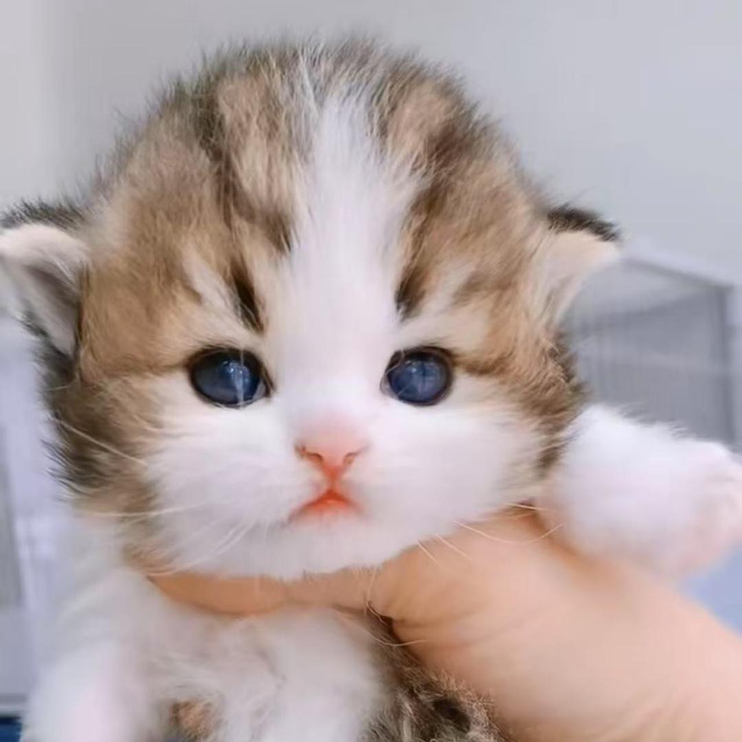 盛哥：猫舍直播号