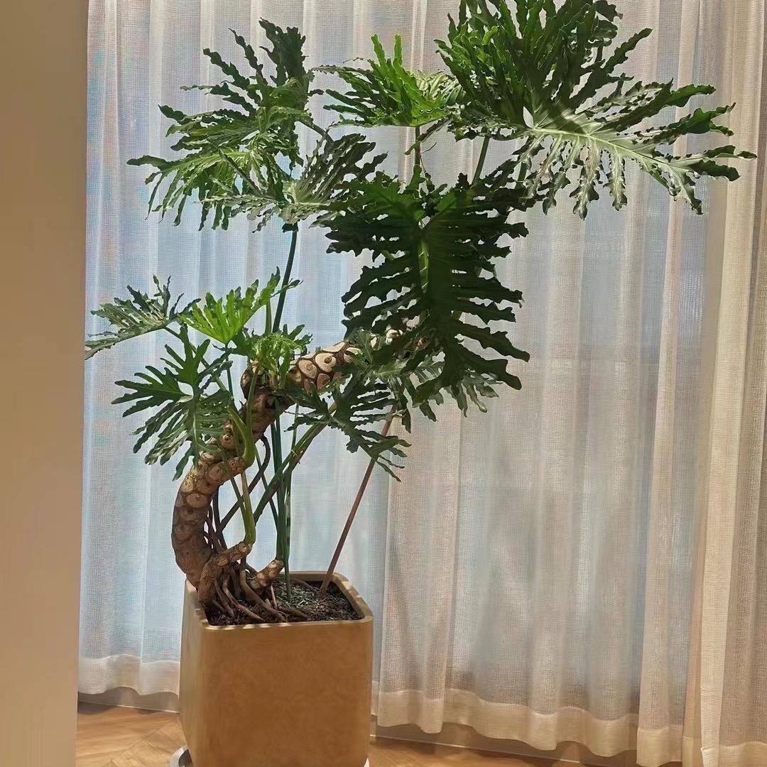植美家