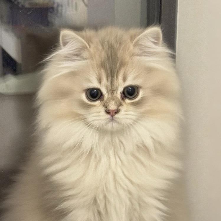 大头大头下雨不愁