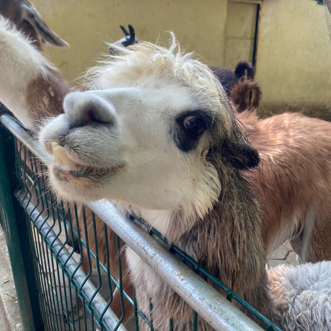 小猪懒懒爱睡觉