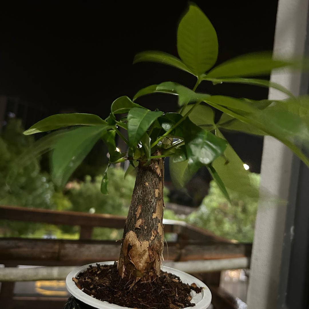 林。。