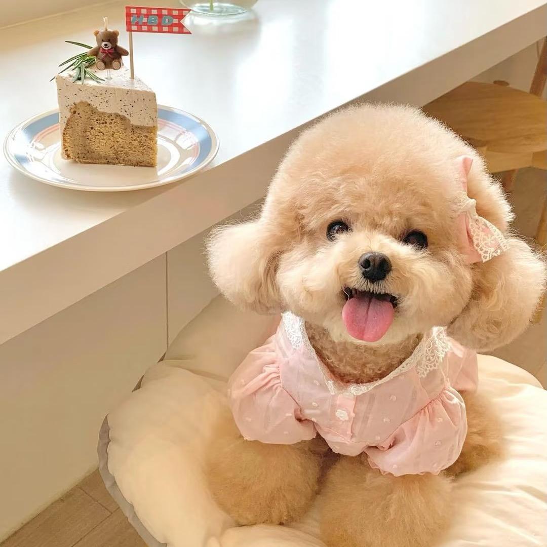 小怪兽宠物