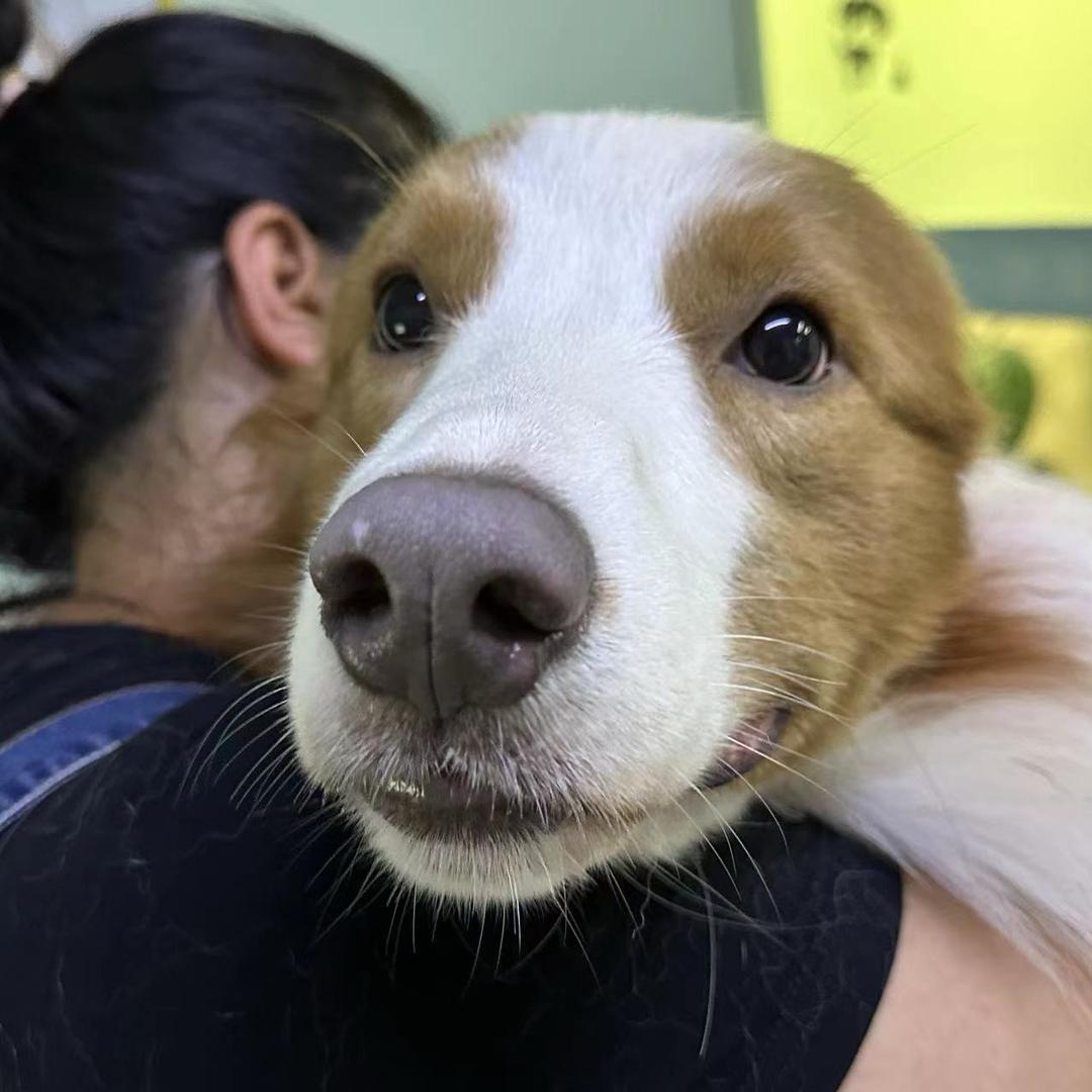 贝贝是个吃货