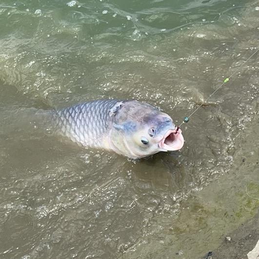 @无铅爱好者🐟