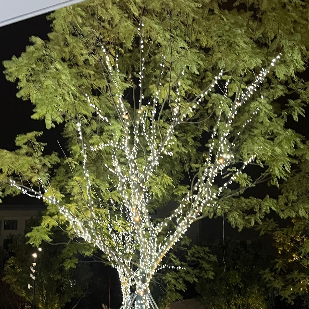 张子琳（日记版）