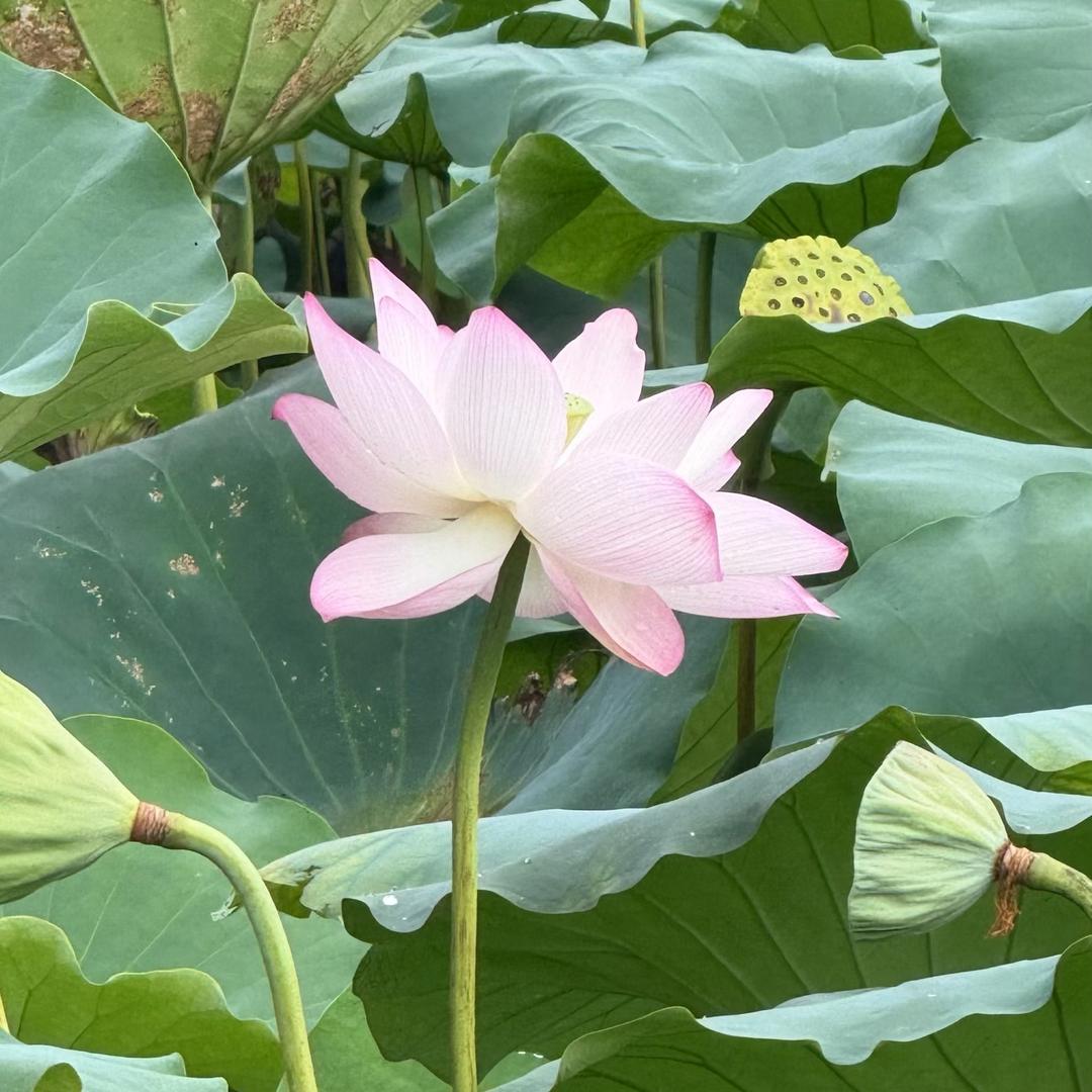 木子 668