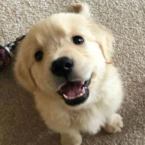 犬犬