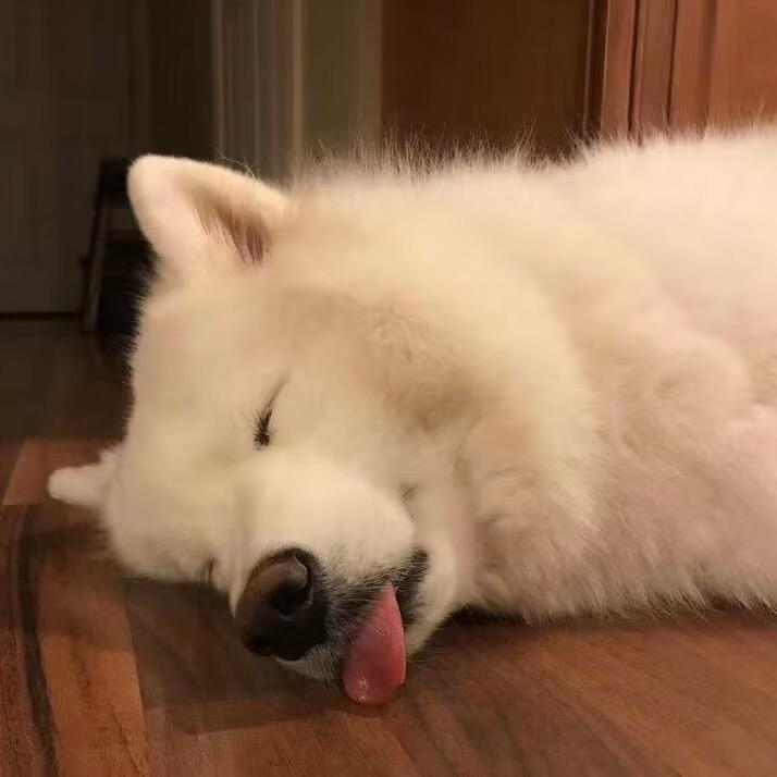 蜜蜂小狗（卖货版）