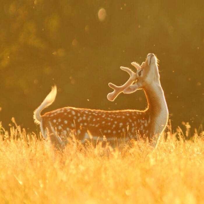 小鹿.健康料理日常🦌