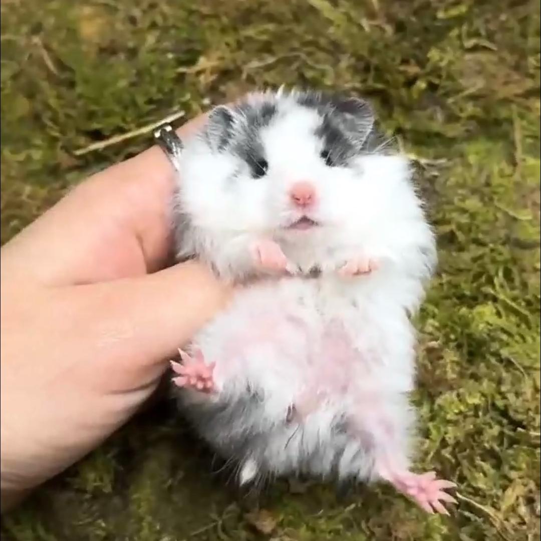 Mushroom🐹熊舍