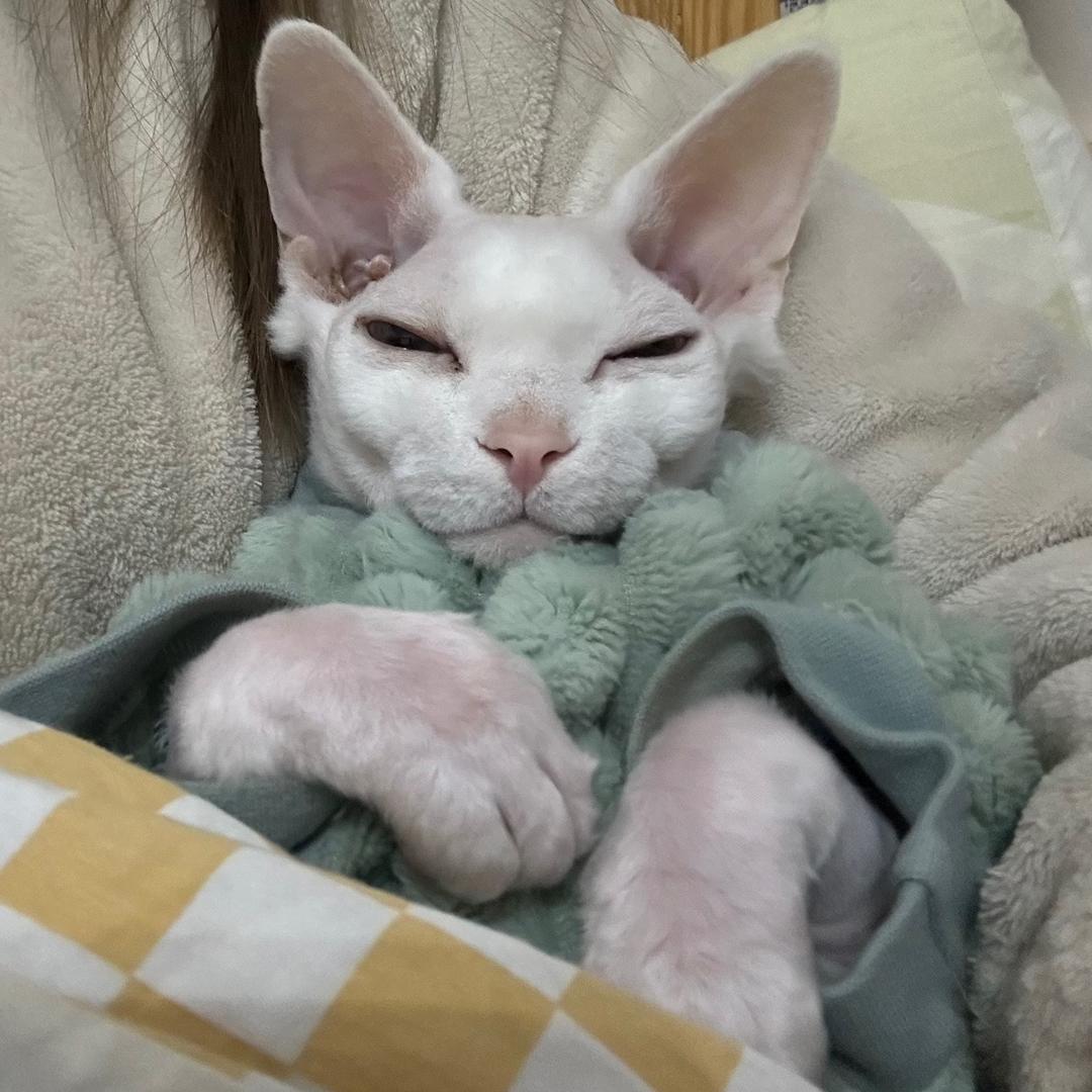 有猫🧊