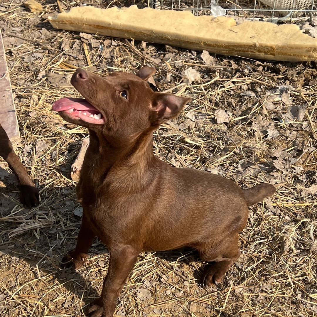 火梗江北猛犬