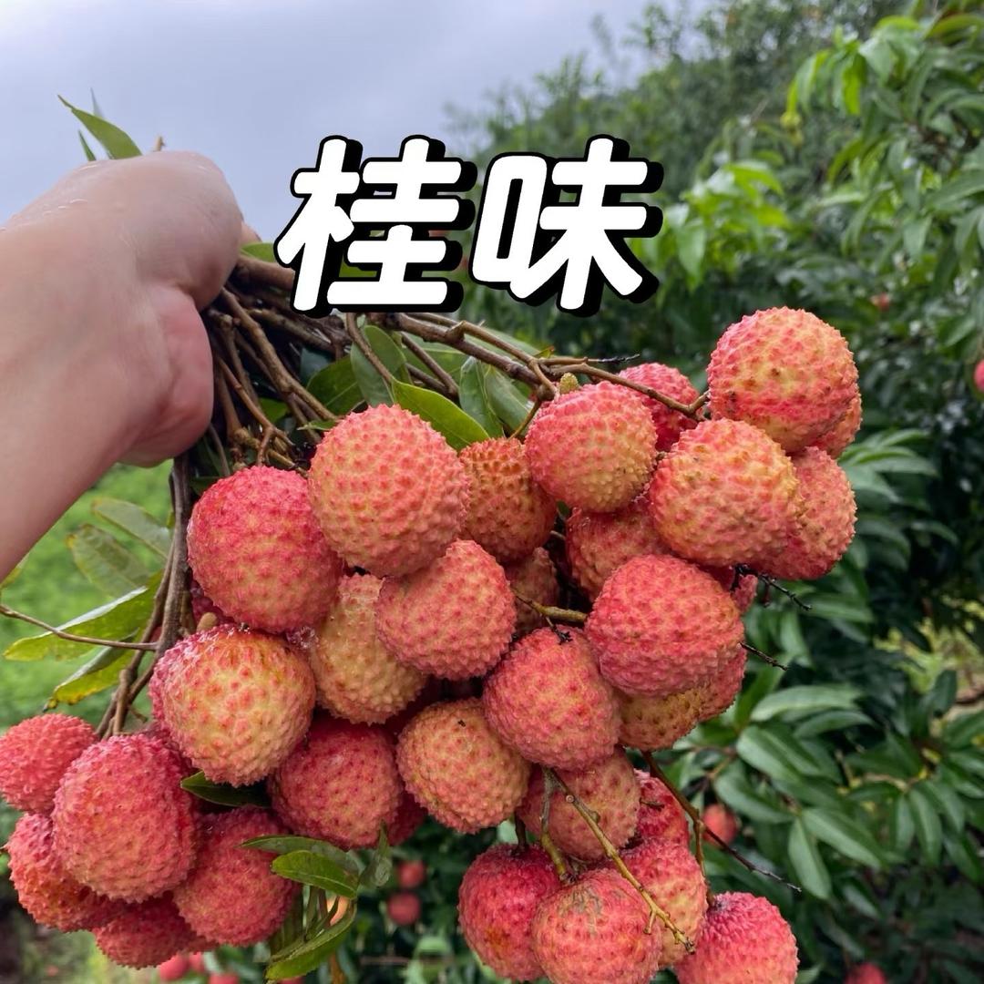 水果摩登（荔枝版）