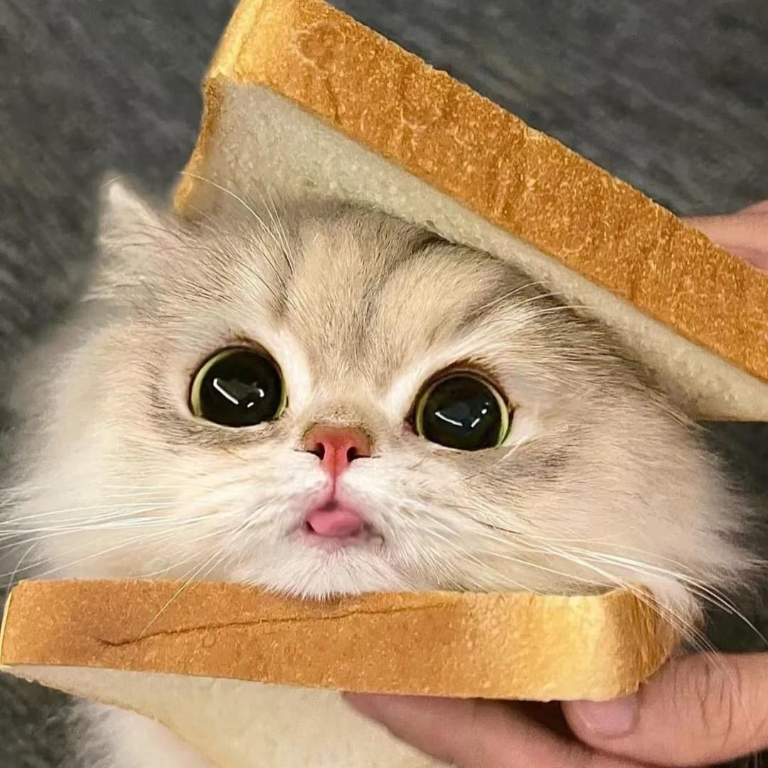 酗猫辣椒
