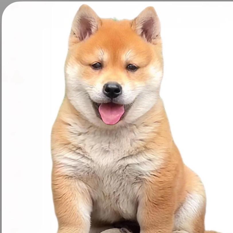 两广香妹田园犬