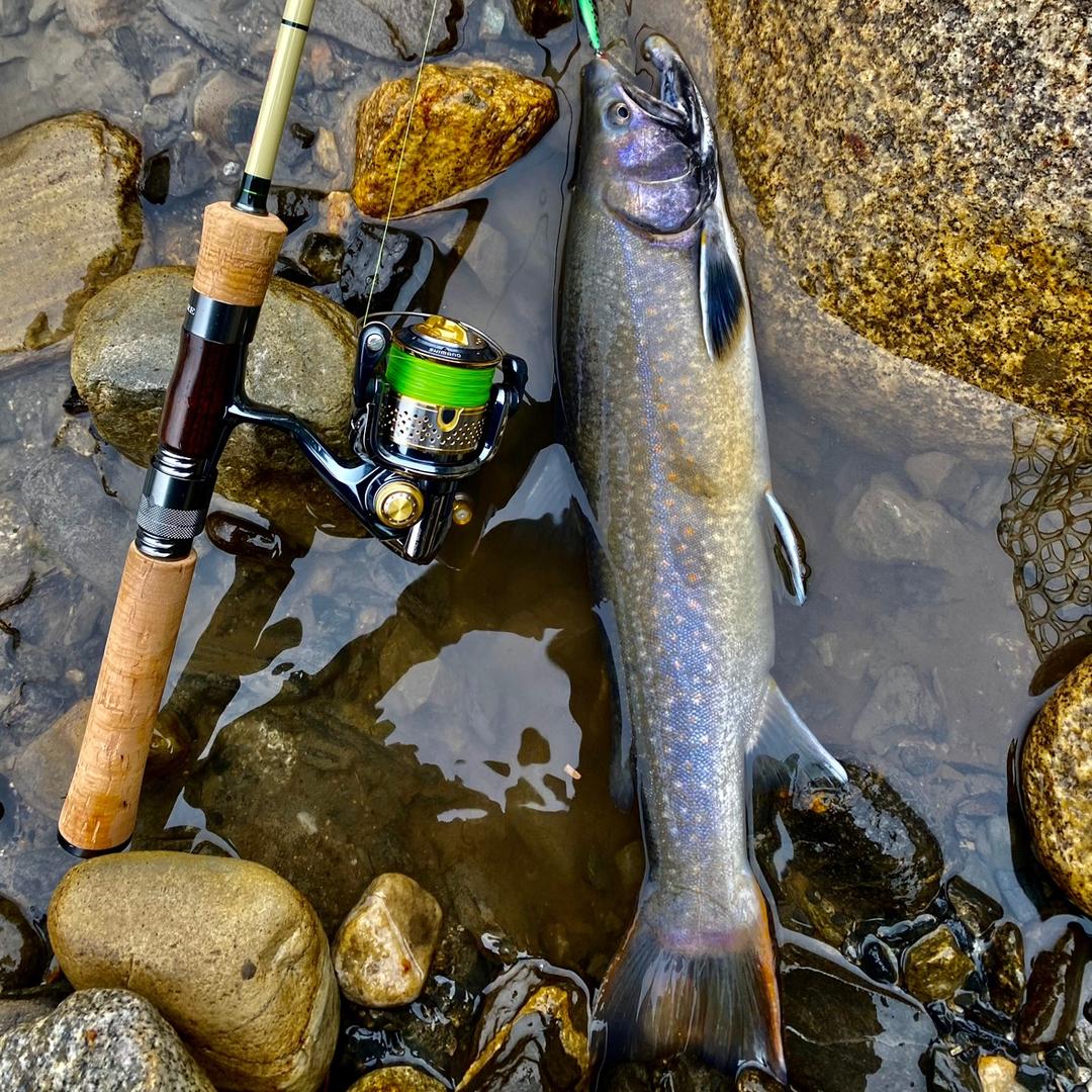 🐟孤影💤