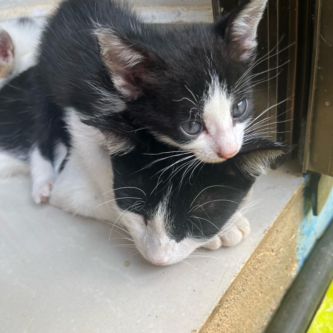 卖饼小哥是面瘫