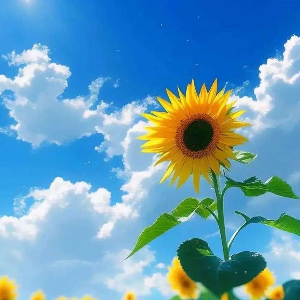 🌻🌻