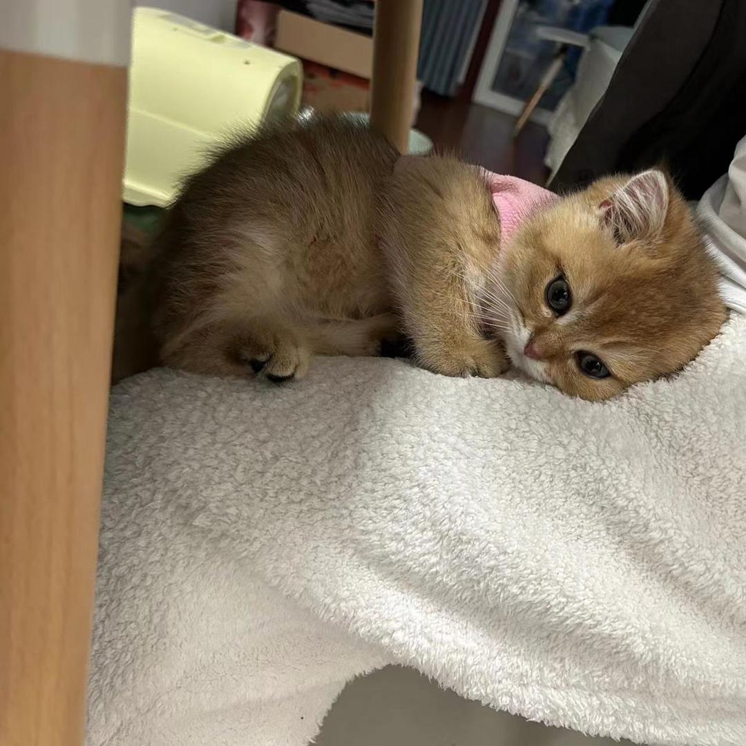 落日、（自律版）