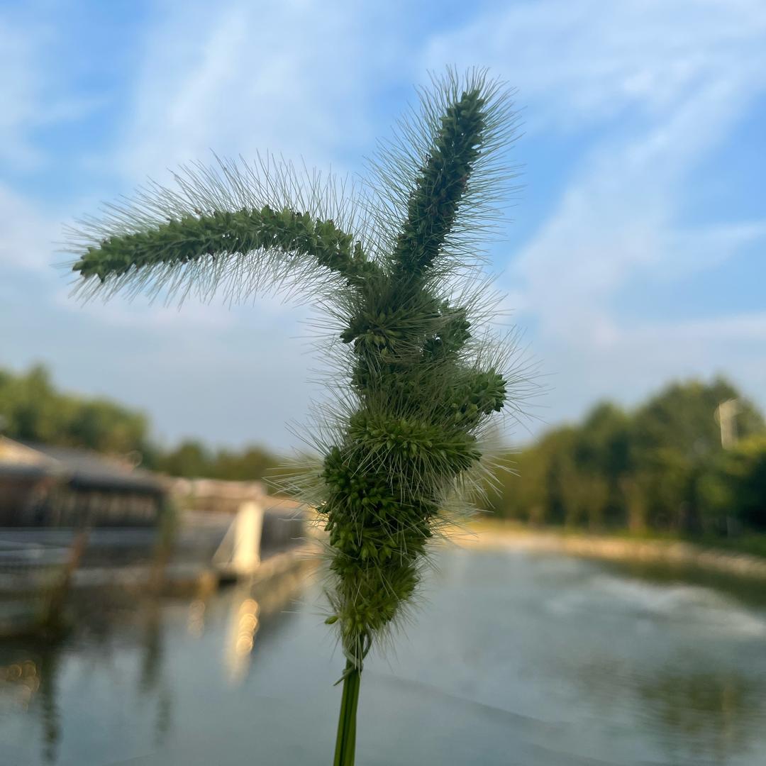 山清水秀