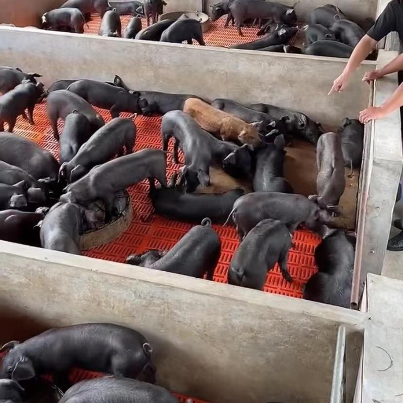 沂蒙黑猪苗养殖厂
