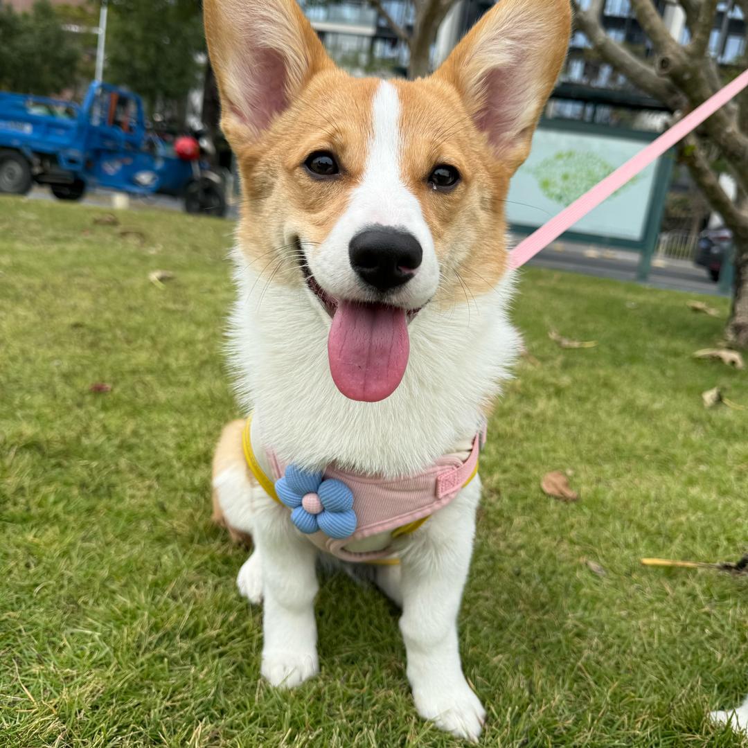 Love z的狗～哈皮