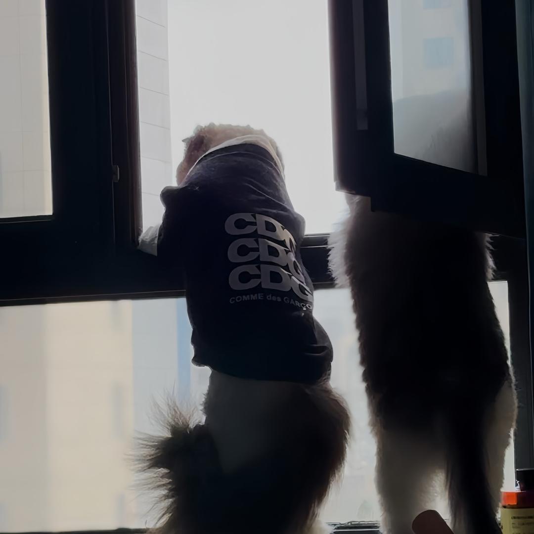 安安家的小猫