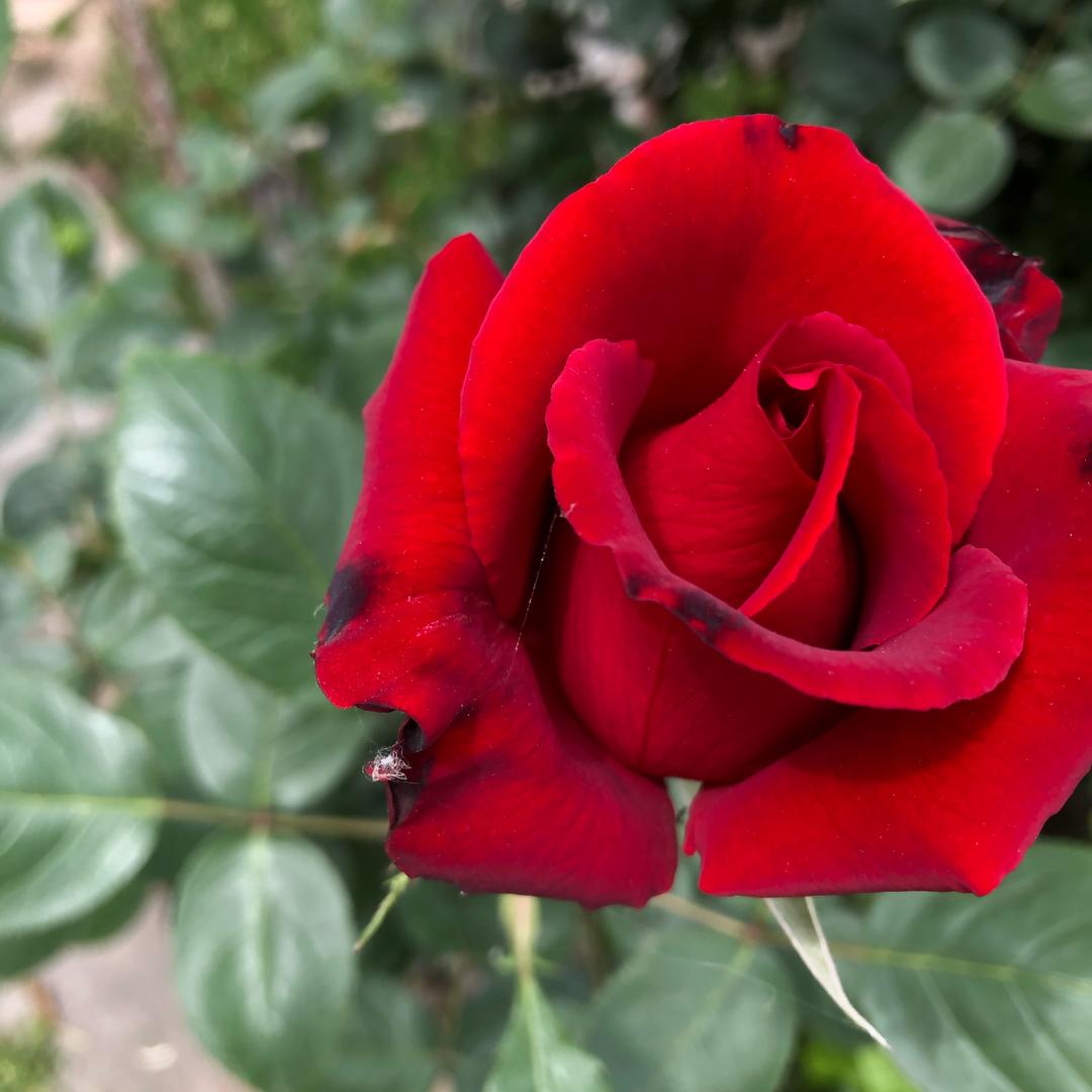 关注必回（互关）