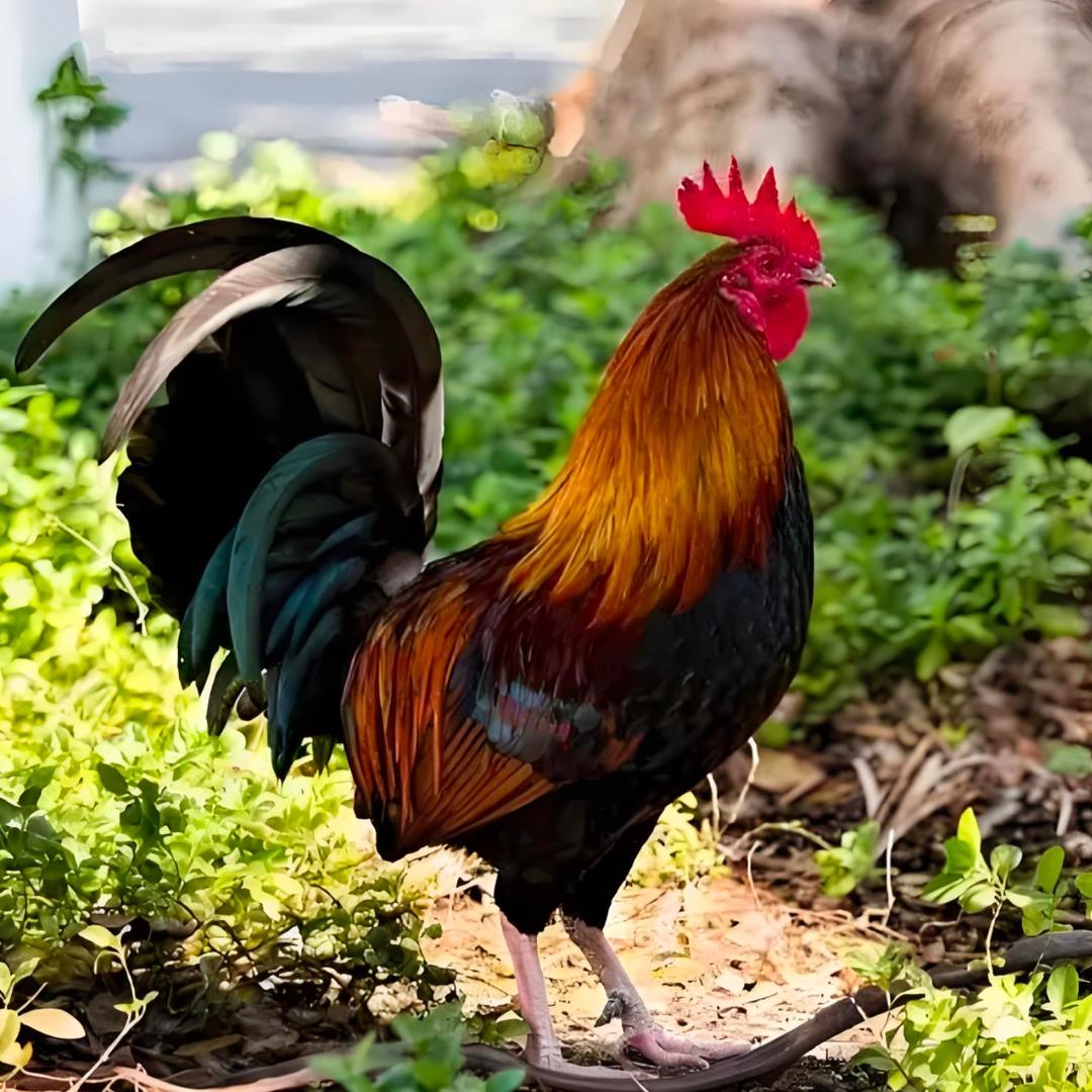 华北柴小笨土鸡晨曦农场