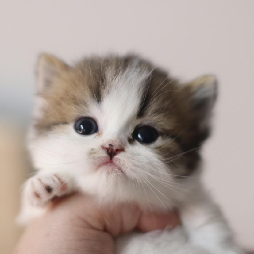 可爱P的猫子酱