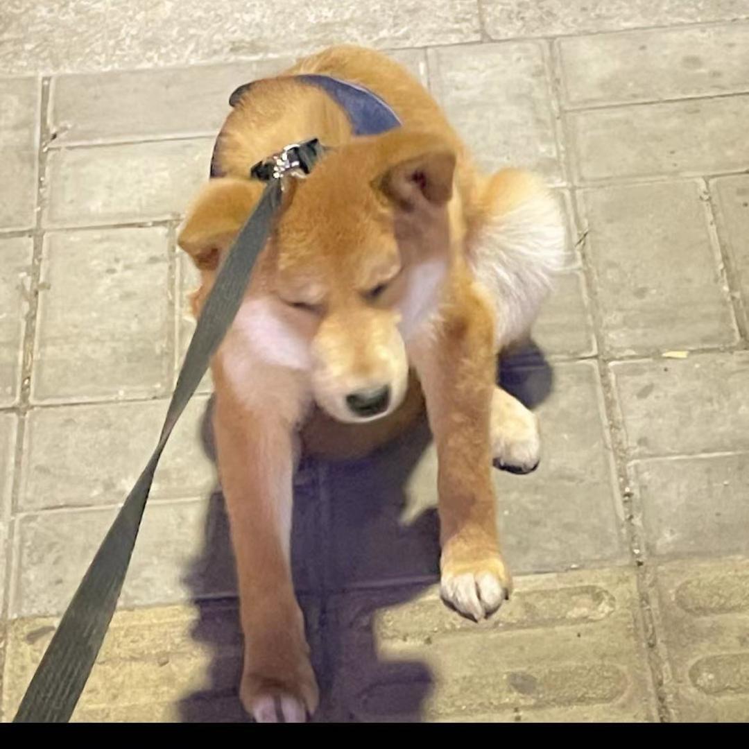 我不是柴犬