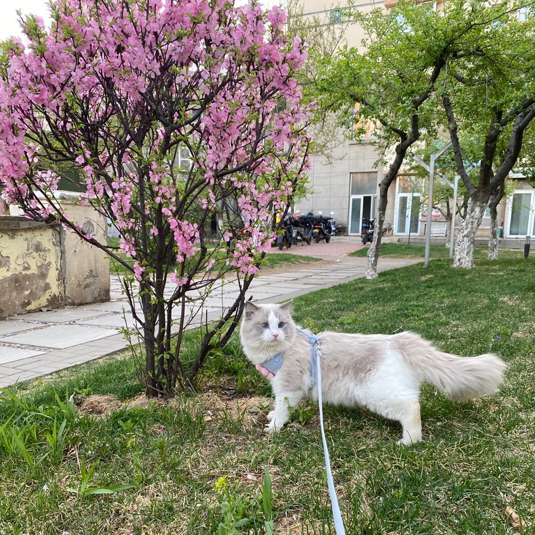 王子布偶猫舍