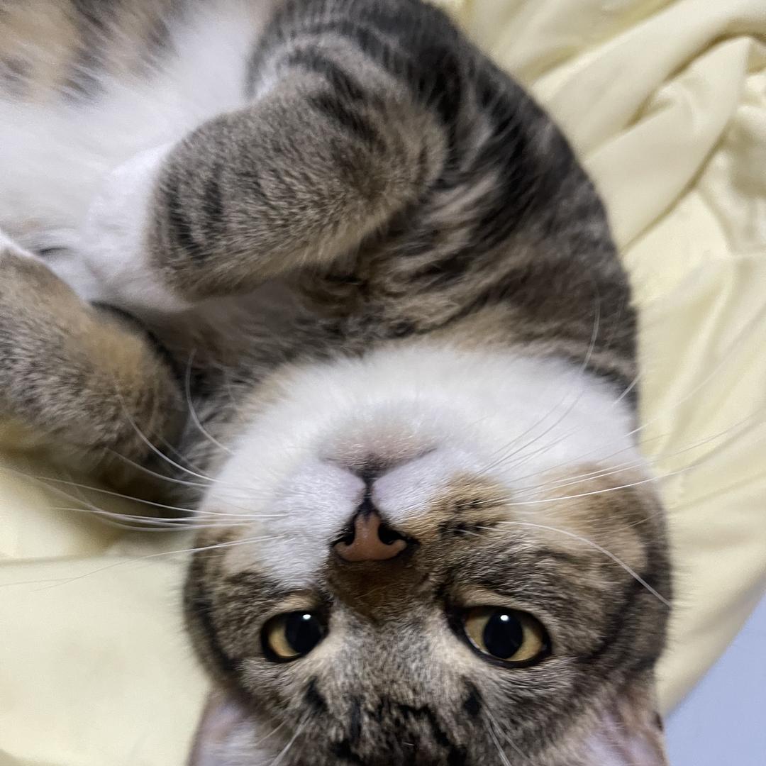 新苗宠物用品店