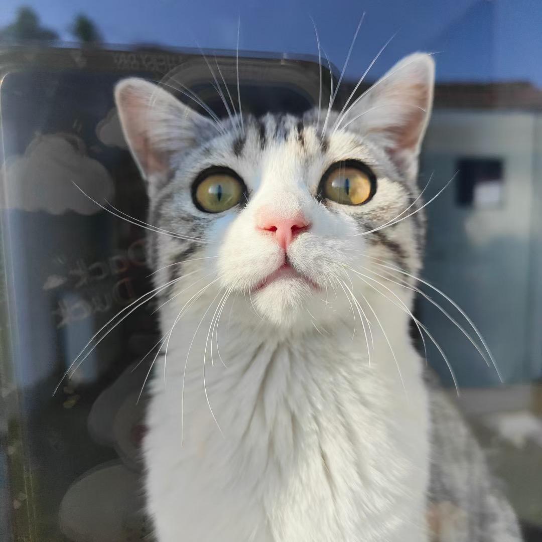 三星主播羊肉串