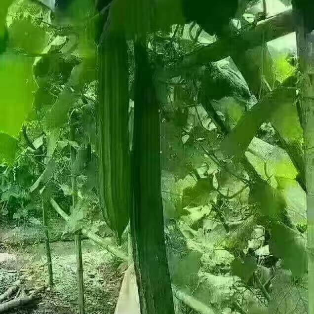 刀哥（闯荡江湖）