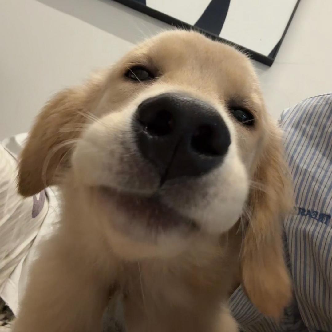 达尼
