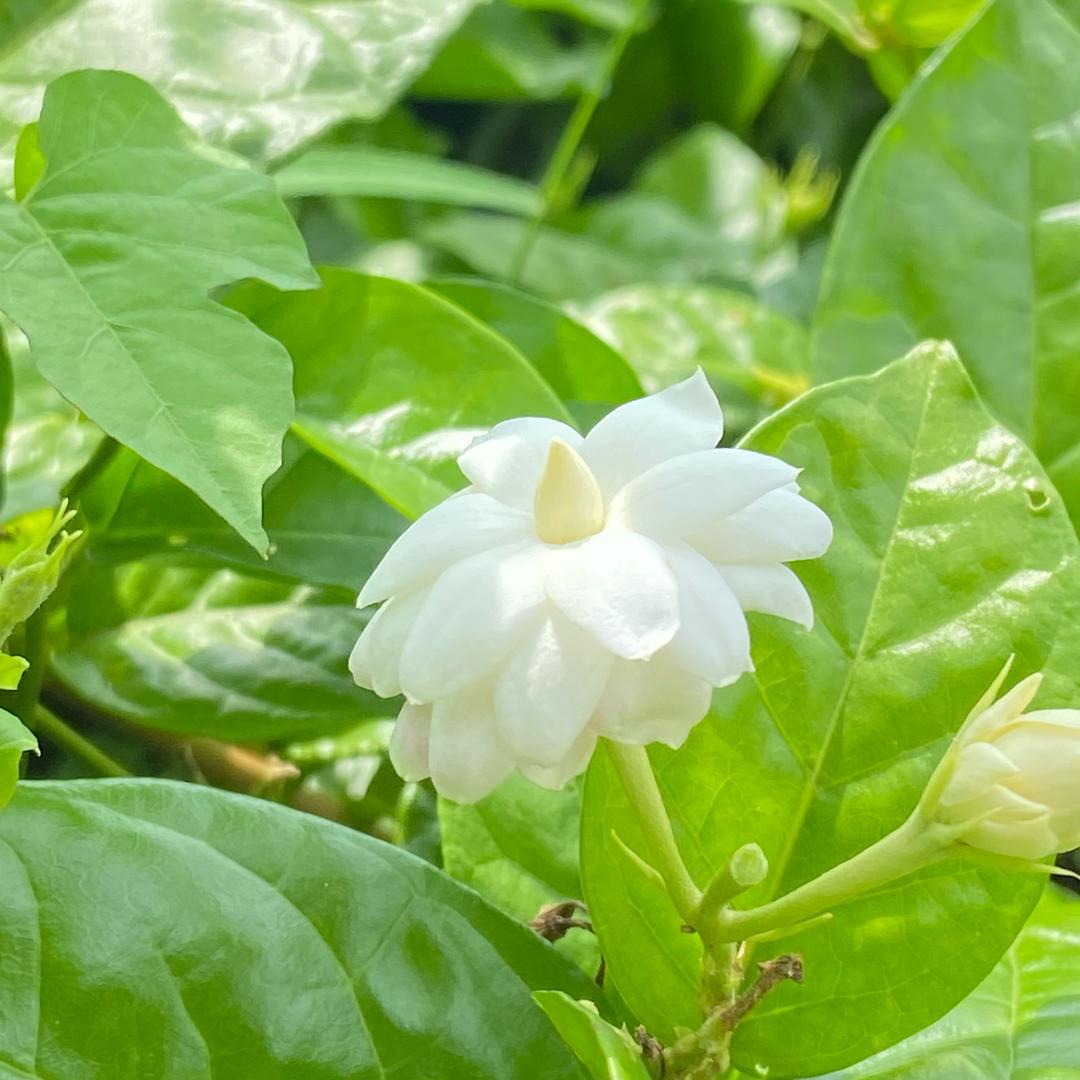 香遇茉莉绿植店