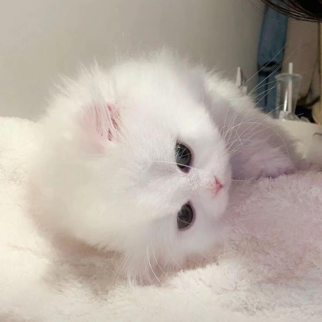 藏猫猫