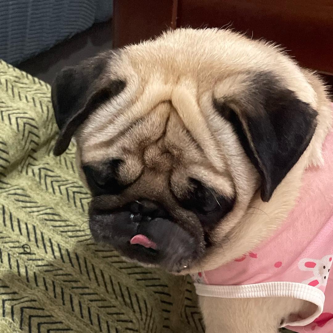 猫狗双全的Dollar