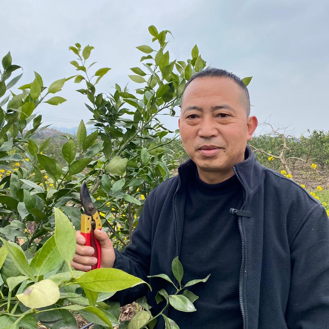 张老师讲柑橘（甘平）收徒